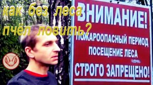 Повесил ловушку на берёзу.  В лес запретили заходить. Жду, когда липа листву пустит - повешу на неё