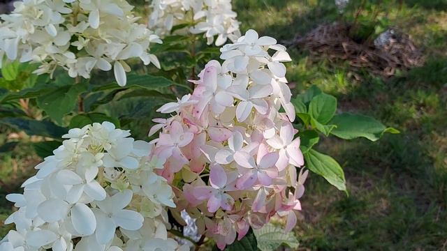 Quick Fire Fab Hydrangea..@ProvenWinnersYouTube смотреть онлайн