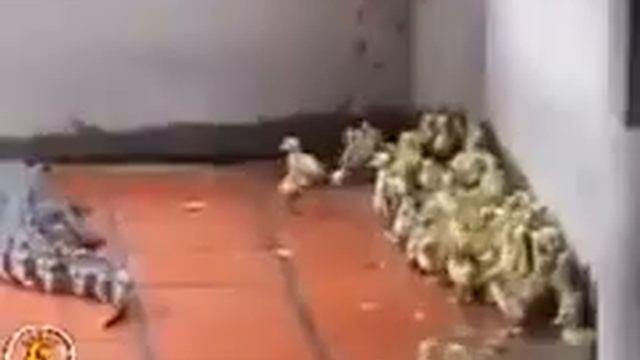 Пожирание бедных цыплят крокодилами( смотреть онлайн