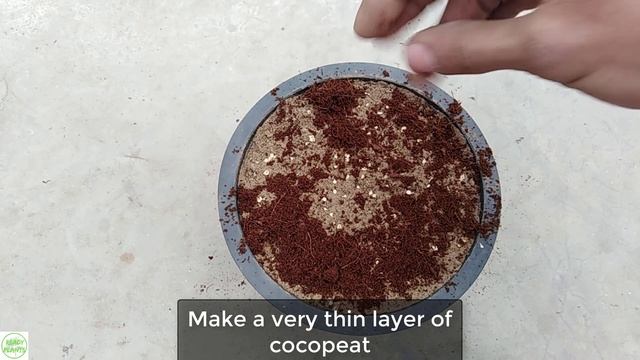 Ranunculus || Grow Ranunculus From Seeds || Buttercup Flowers