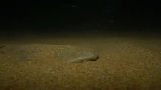 Цвета и форма тела ангельских акул позволяют им лежать на песке, замаскировавшись. смотреть онлайн