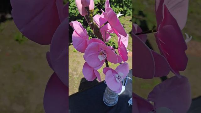 #орхидеи #хобби#творчество#цветы#красота смотреть онлайн