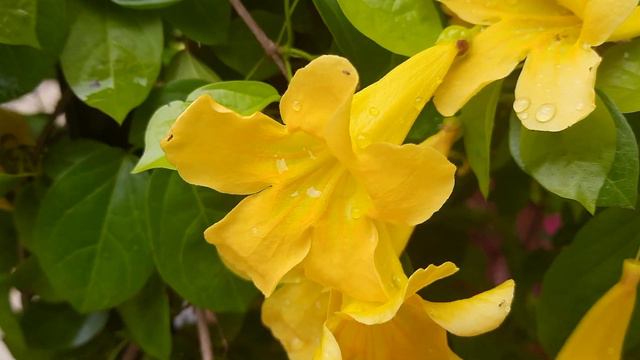 Flowering Creepers | Garlic Vine | Cat's Claw | Bridal Bouquet | Propagation Care & Gardening Tips смотреть онлайн