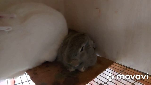 Обзор, кролики Белые Великаны. Вес крольчат от Фландра в 13 в 40 и 55 дней от Фландера. смотреть онлайн