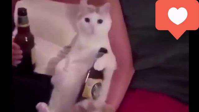 Ну оочень смешные коты? смотреть онлайн