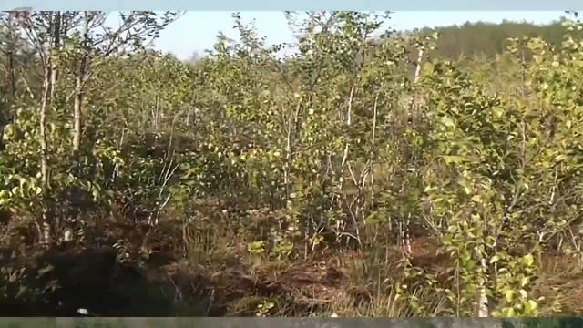 идем по болоту, вид с вышки, Ельня, Мох смотреть онлайн