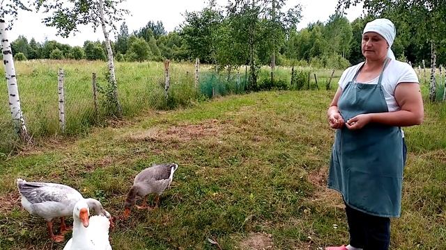 Выгодно ли держать гусей. Какие породы я держу. смотреть онлайн