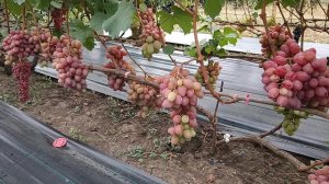 Виноград Казимир (Калугин В. М.) и Людочка виноградник Король В. Н. г.Краснодар Slava.King2007@mail.