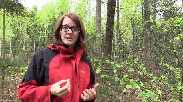 Survival Medicine - Birch Leaves (Betula) смотреть онлайн