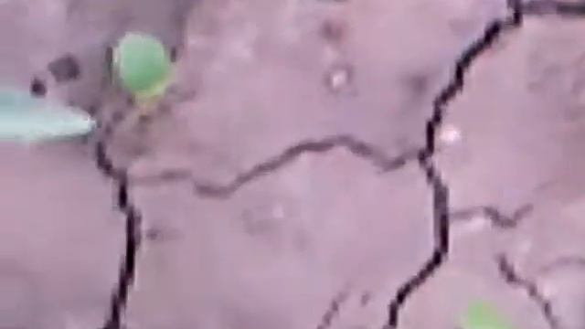 Королевские лилии до начала набора бутонов в саду смотреть онлайн