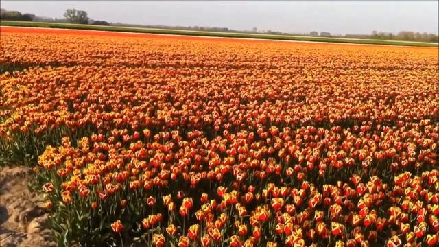 Поля тюльпанов в Голландии.Рукотворное чудо.Цветы,красота,природа,туризм,поездки.Европа,сад,6 соток смотреть онлайн