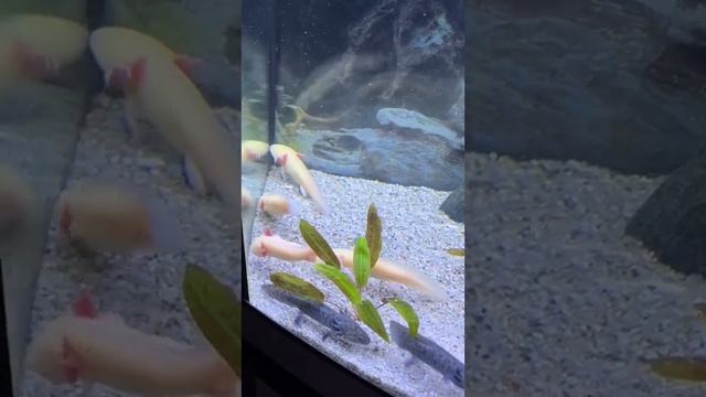 Чем кормить аксолотля. #аксолотль #axolotl