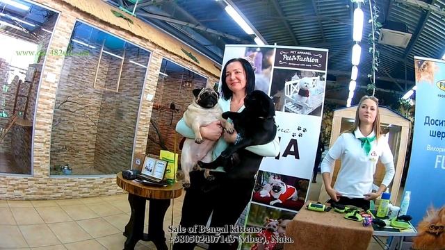 Тусовка, Мопсов, Харьков 13012018, ZOOLAND, зимняя сказка, PUGS and HUGS, мопсовстреча, часть 9