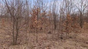 Пчелы не развиваются. У пчел будет поздний старт через позднюю весну. Ценнейший