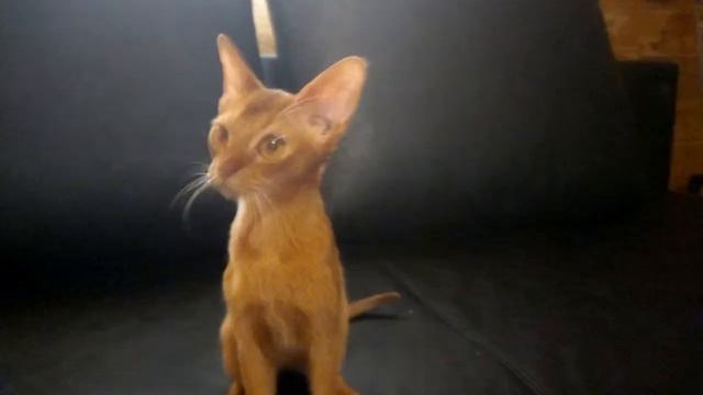 Абиссинский соррель смотреть онлайн