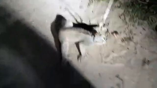 Un-identified wild animal caught by locals смотреть онлайн