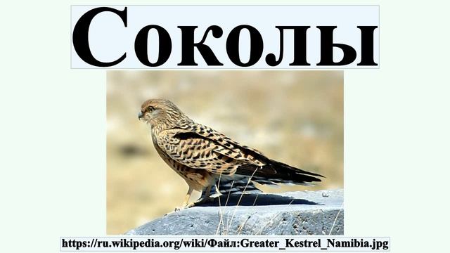 Соколы смотреть онлайн