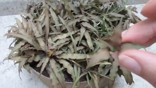 #Suculentadodia! | Crypthanthus Acaulis