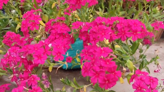 Beautiful Star phlox 🌺🌹🌹 смотреть онлайн