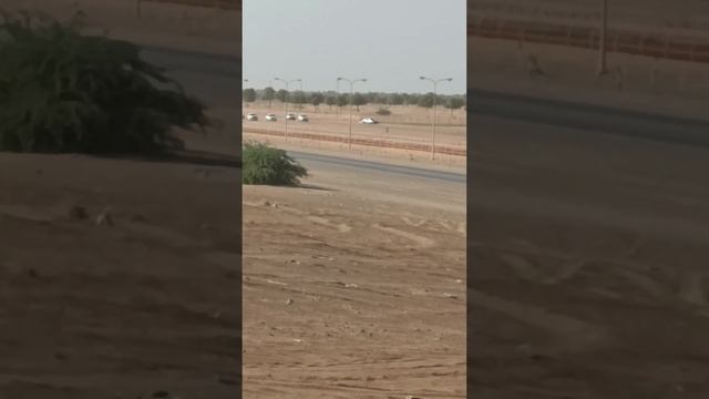 Camel Race! WHO IS WINNING? #Shorts #shorts #camel #race #camelrace #animals #desert смотреть онлайн