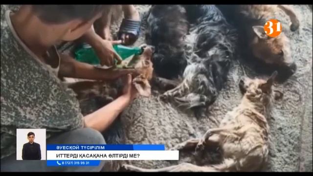 Алматы облысында қаңғыбас иттерді асырайтын орында жиырма ит аяусыздықпен өлтірілген