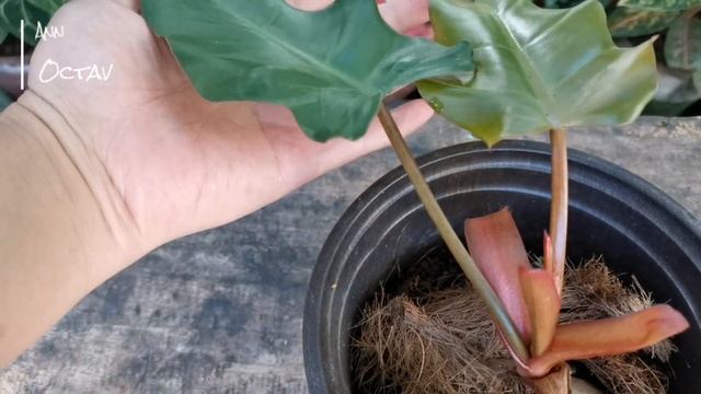 UPDATE : Philodendron Stem Cuttings/Node Propagation by ICU Method смотреть онлайн