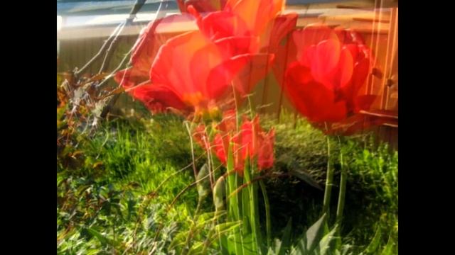 Первые весенние цветы смотреть онлайн