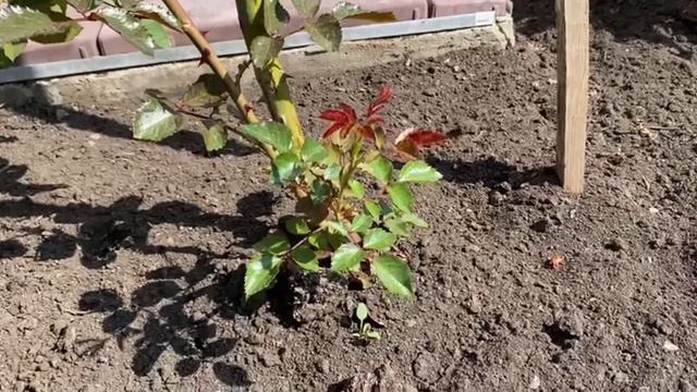 Розы радуют. Лаванда готовится цвести. Гортензии не перемерзли!