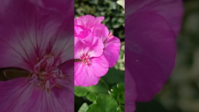 Меверик Виолет #пеларгония смотреть онлайн