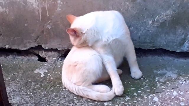 Бездомный белый котик с голубыми глазами, чистит свою белую шубку на зиму. смотреть онлайн