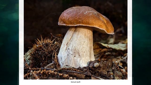 "Грибная пора", Окружающий мир 1 класс ч.1, с.25-26, Школа XXI век. смотреть онлайн