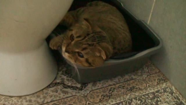 КОТ СПИТ в СОБСТВЕННОМ ГОРШКЕ! смотреть онлайн