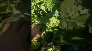 арбуз каристан ф1