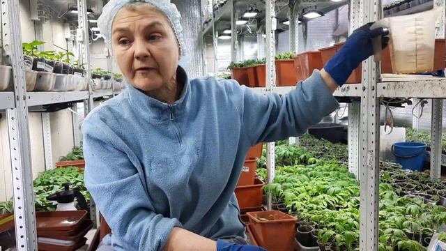 Пикируем томаты правильно. Кормилица микориза все сделает ха вас!!! смотреть онлайн