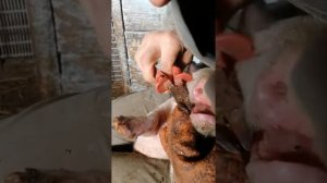 Как удалить клыки у поросят жизнь в деревне