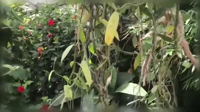 Боденское озеро. Остров Цветов Майнау смотреть онлайн