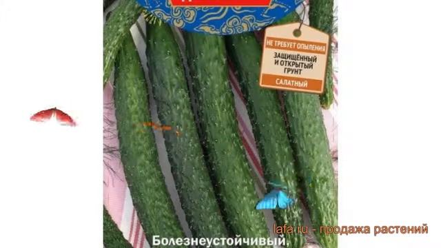 Огурец китайский Китайский император F1 ? обзор: как сажать, семена огурца Китайский император F1 смотреть онлайн