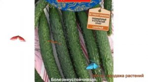 Огурец китайский Китайский император F1 ? обзор: как сажать, семена огурца Китайский император F1