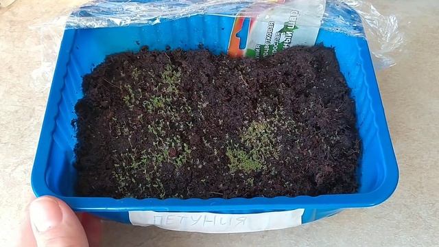 #shorts Петуния на третий день после всходов!!! Petunia on the third day after germination!!! смотреть онлайн
