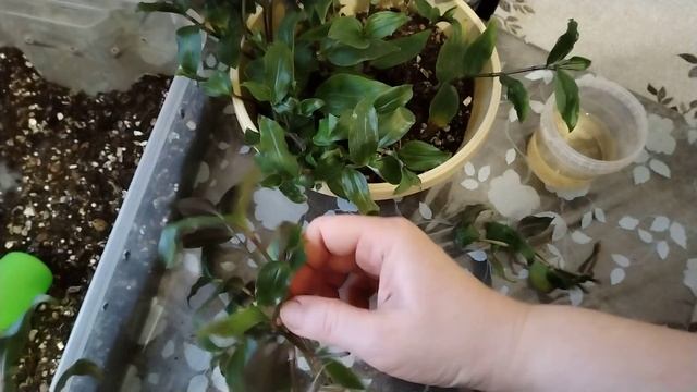 Сажаю и формирую кашпо из традесканции Блашинг Брайд. смотреть онлайн