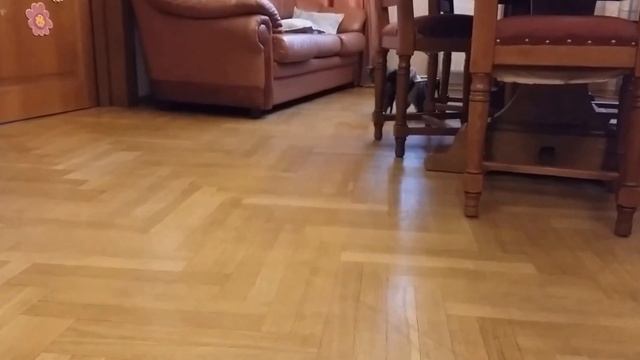 Кошка Люся в инвалидной коляске Animal Mobile смотреть онлайн