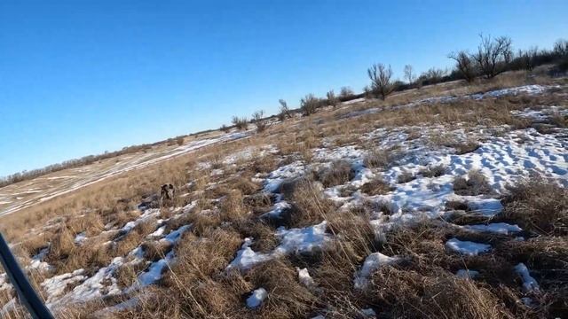 Дратхаар и Бретонский Эспаньоль сделали охоту на зайца! смотреть онлайн