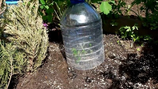 ? Черенок клематиса – волшебная палочка от Nina Petrusha Channel Clematis TV- часть 2