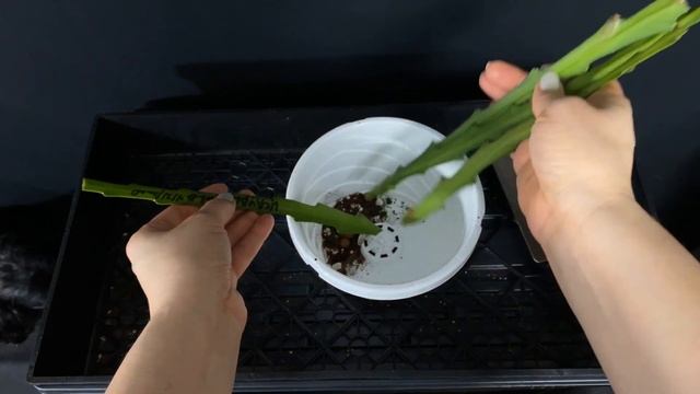 Disocactus hybrid propagation / rooting cuttings смотреть онлайн