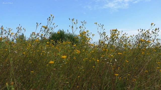 Звуки природы _ Летний луг. смотреть онлайн