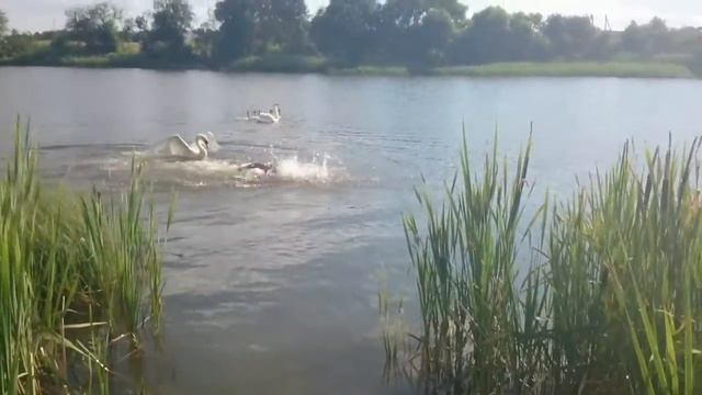 Человек и лебедь / Human and swan смотреть онлайн