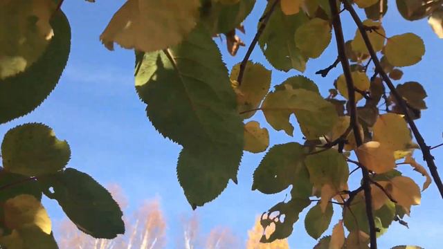 Для неё . Амархуу Борхуу смотреть онлайн