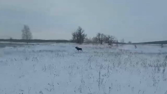 Легкая пробежка лося по охотугодиям смотреть онлайн