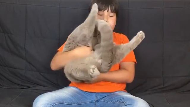 Британский короткошерстный кот смотреть онлайн