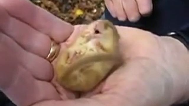 сон сурка смотреть онлайн